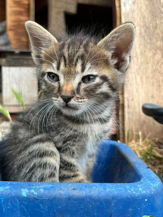 Подарявам котенцe