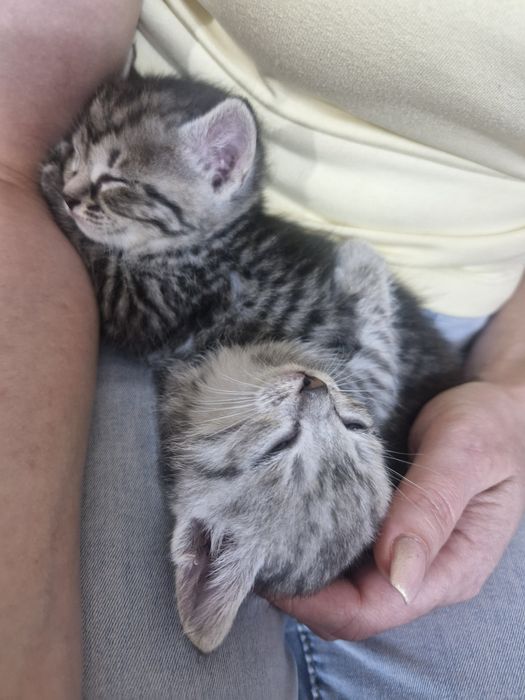 Отдам котят в добрые руки