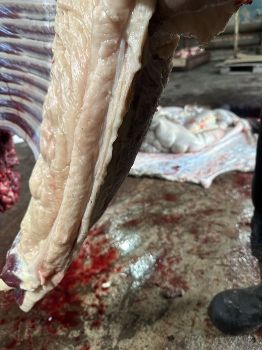 Согым сатам.жылкы