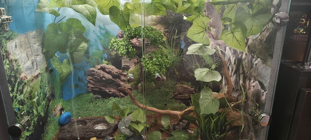 Vând șopârlă Gecko cu terariu – 1.300 lei”.