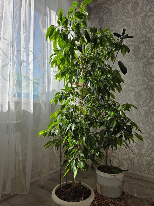 Продою фикус бенджамина из за переезда