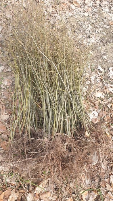 Vând puieți pentru gard viu. Mai mult detalii la telefon