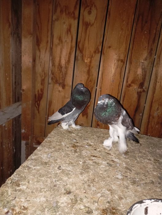 Porumbei Gușați , pereche