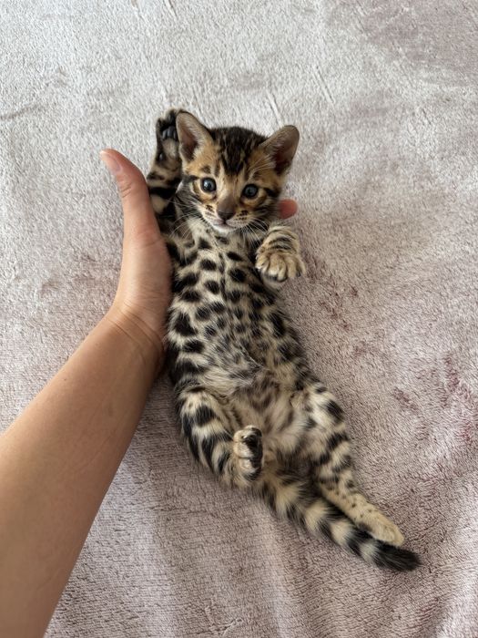 Pui de pisică Bengal pur – mascul jucăuș și sănătos