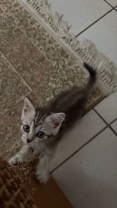 Продам шотландского котенка