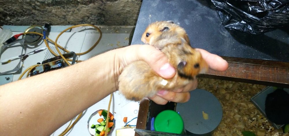 Продаются хомячата сирийские