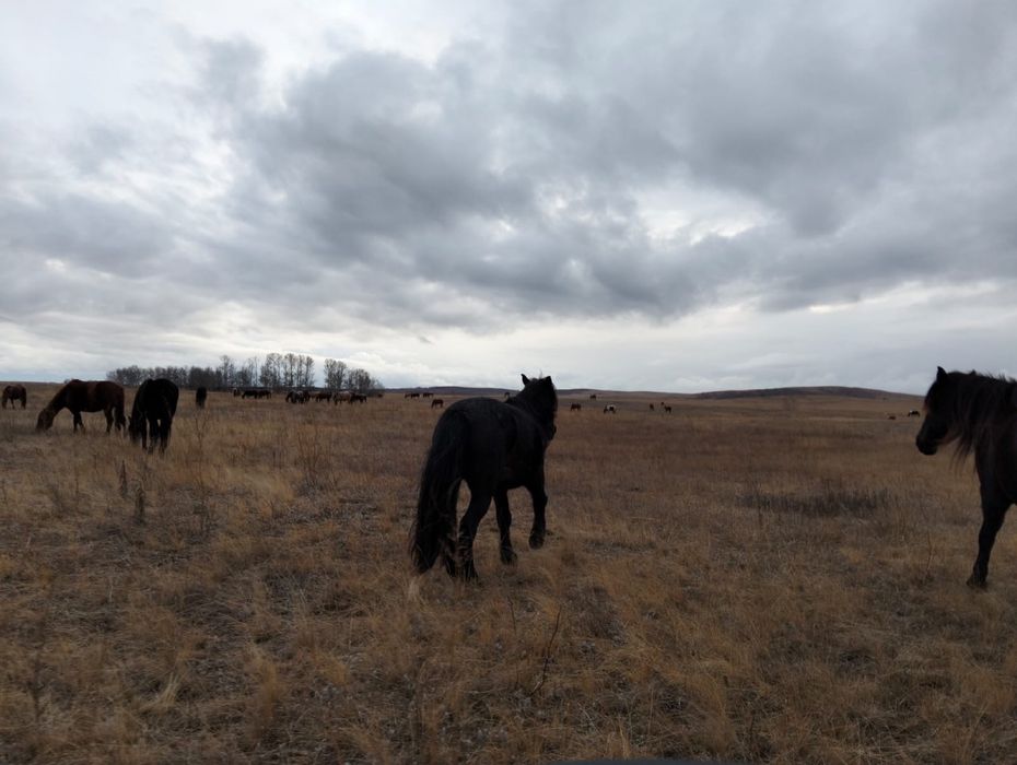 Жылқылар сатылады