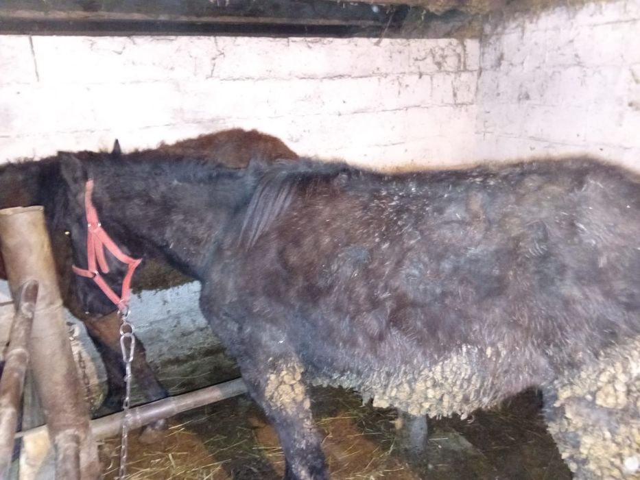 Откормленные лошади