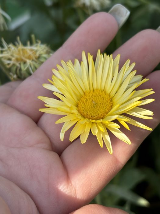 цветы семена календула