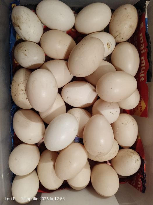 Oua gaina, rate leșești  și câțe/bibilici !
