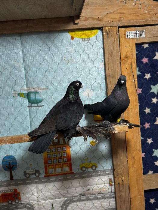 Продам голуби разный парода