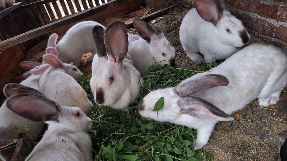 Vând iepuri Urias de Transilvania.Preț 170 lei negociabil.