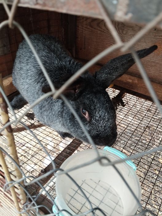 Кролики полтавское серебро