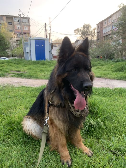 Кобель НО черпашный,д/ш для вязки.Привит, от титулованных родителей.