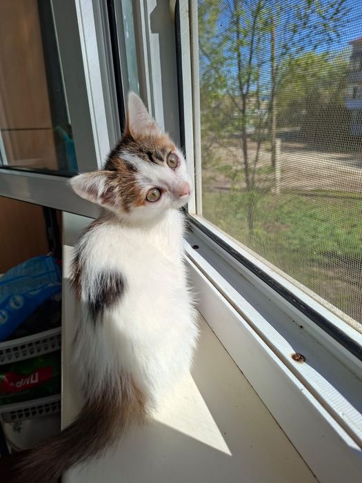 Котята девочки 2,5 месяцев