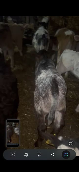 Vand Vitei intarcati si semi-intarcati