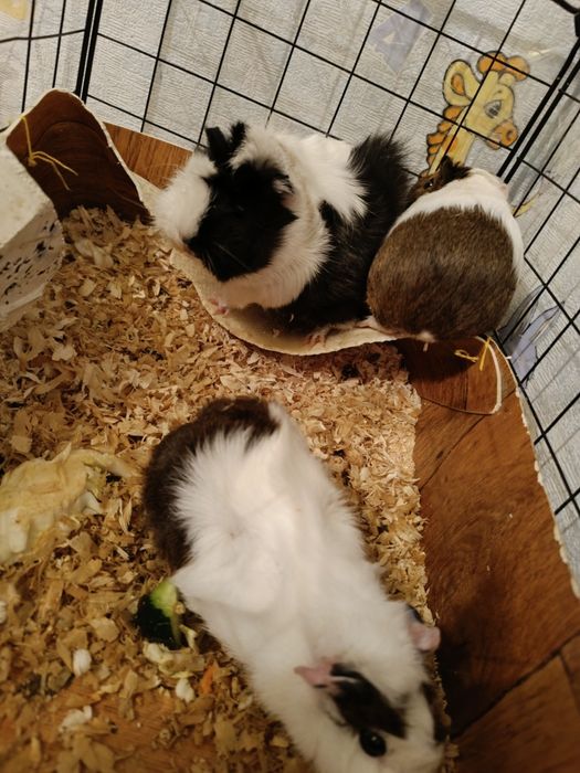 Морские свинки продам