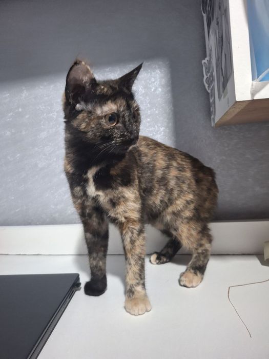 Котенок в добрые руки !