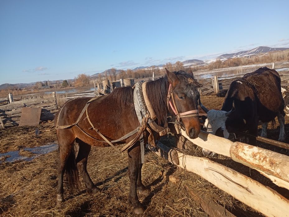 Продам кобылу и жеребца