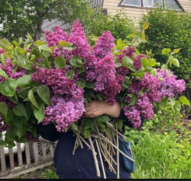 продам саженцы сирени