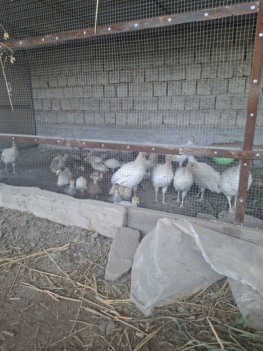 Курка чалар сотувда