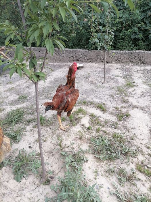 Продам дакана тайго