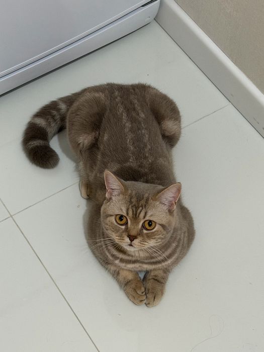 Отдает шотладского котенка