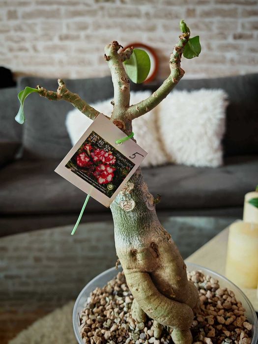 Предлагам за продажба едри сортови Адениуми