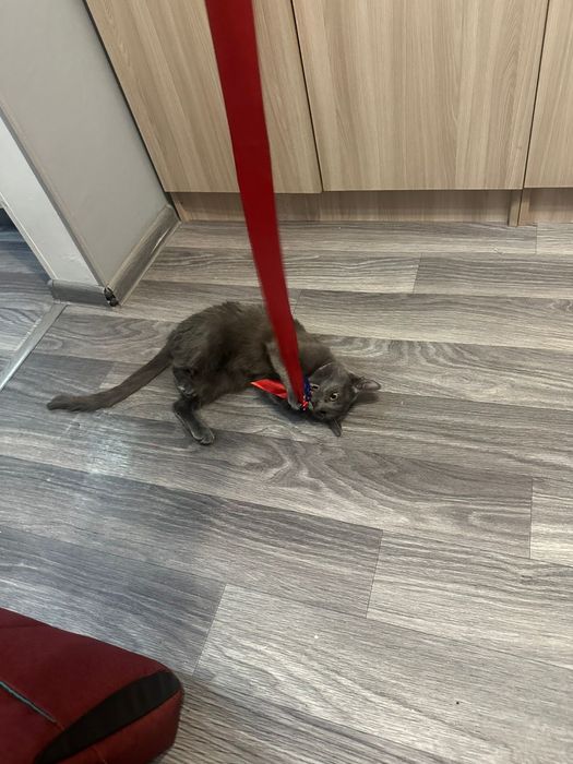 Отдам в хорошие руки