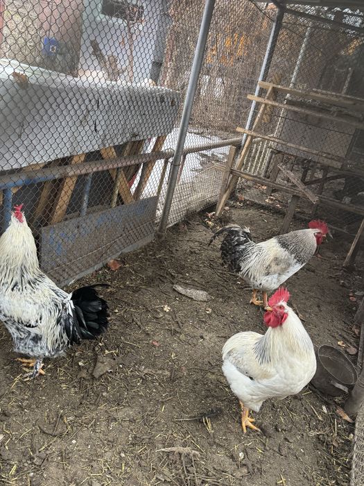 Продаем 3 молодых петухов