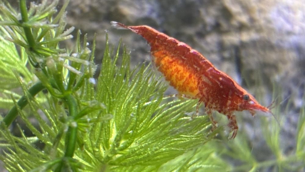 Продавам гупи и червени ckapugu Red Cherry