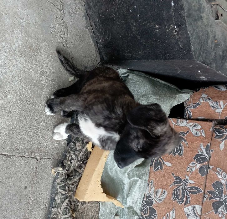 Щенок в добрые руки