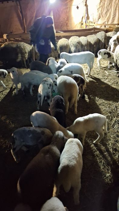 Агнета шилета  кочлета овце