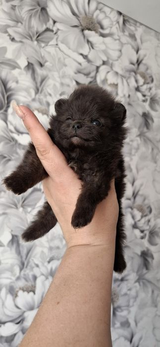 Шикарные щенки шпица