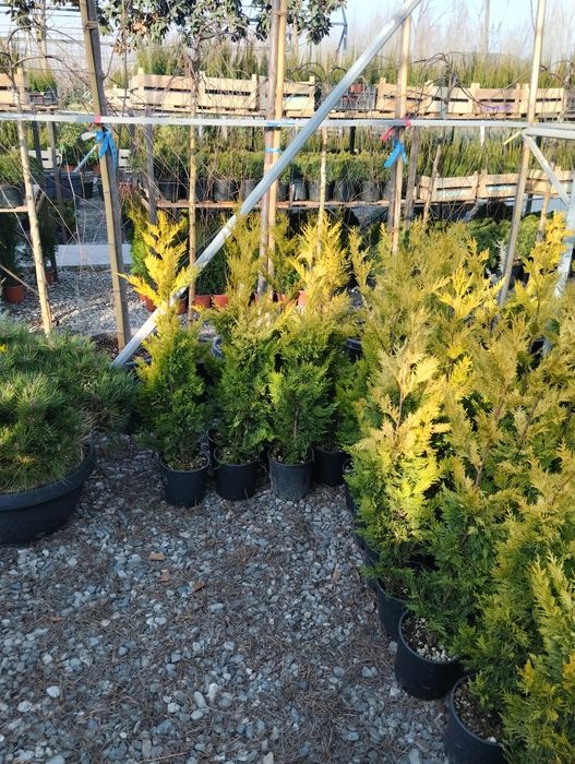 Archa kiparis va Gold Raydor 1 mer