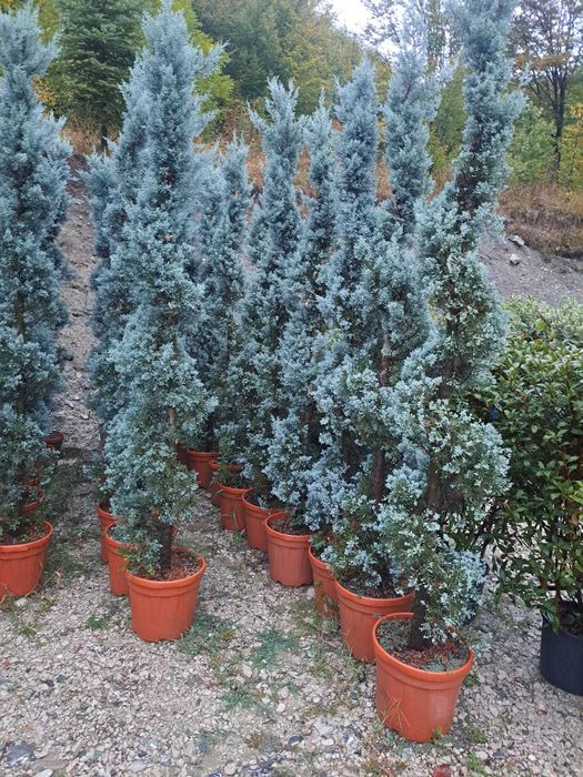 Piatra de munte, gratare de caramida si plante