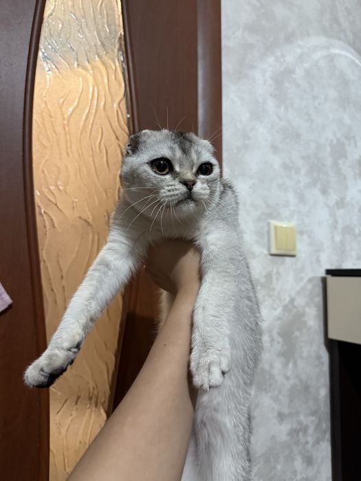 Серебристая шиншилла