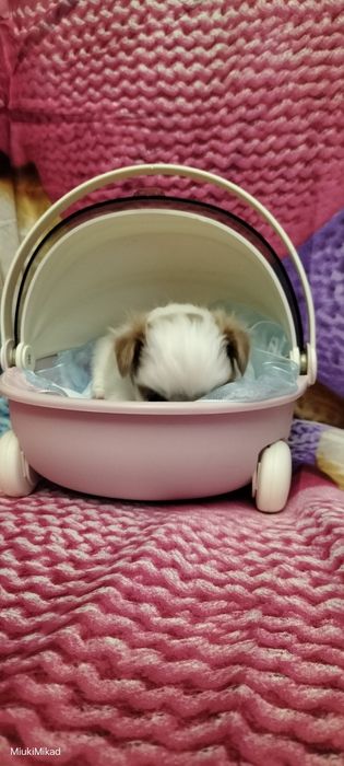 Мальчик японского хина.