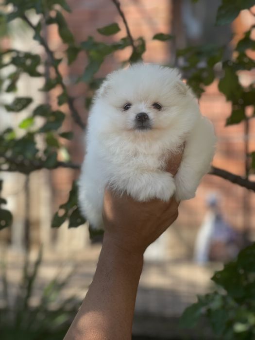 мини померанче