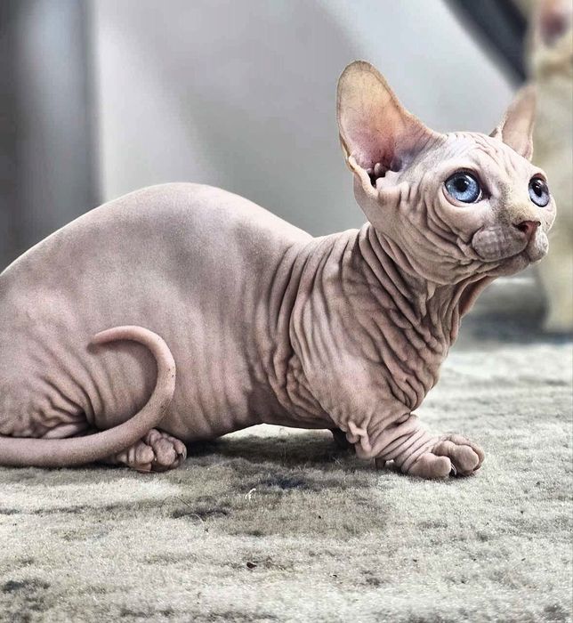 Продаётся молодая девочка порода Сфинкс