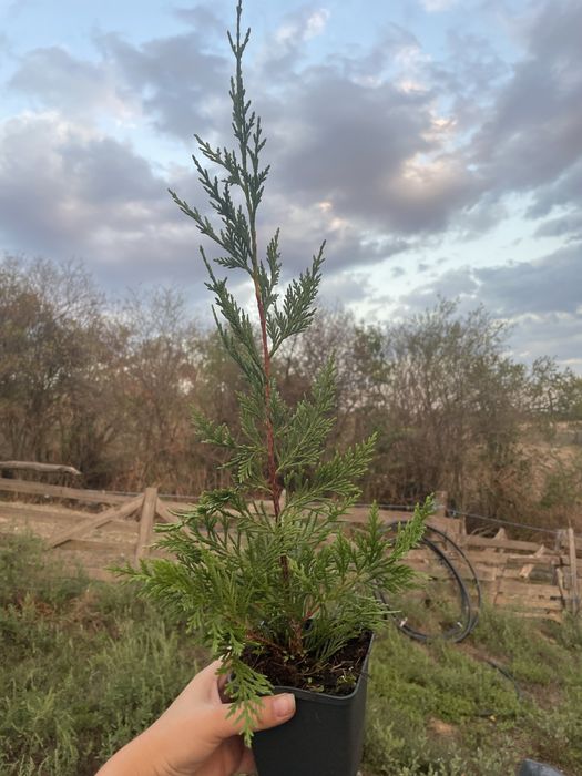 Кипарис лейланди 30-40 см