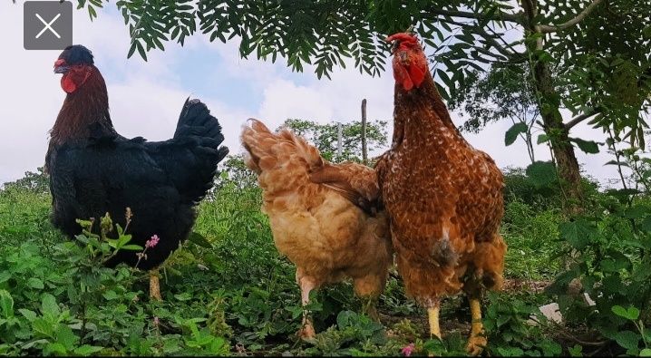 Uy tuhum (дамашни) Sotiladi 2500 sum hurozi bor bostirsa ham buladi