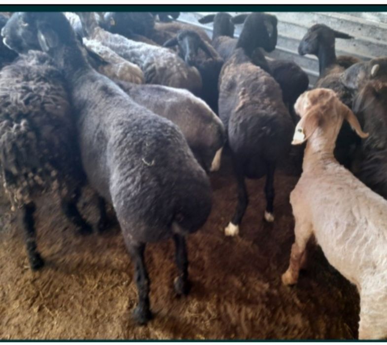 Кои токты бар сатылатын