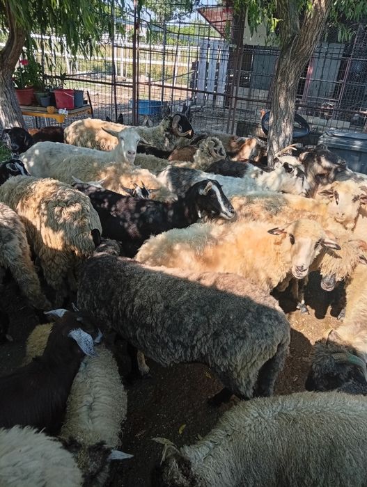 Disponibile oi cu miei ,Capre cu iezi!