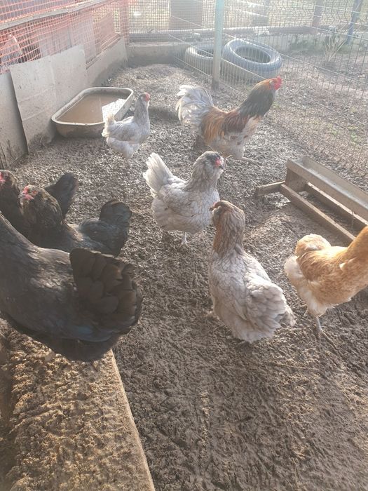 Инкубационное яйцо и куры