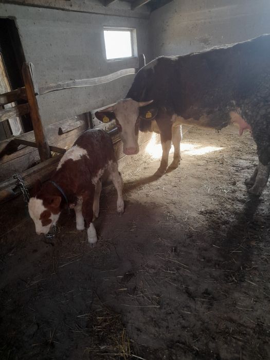 Vaca cu vitel de vanzare