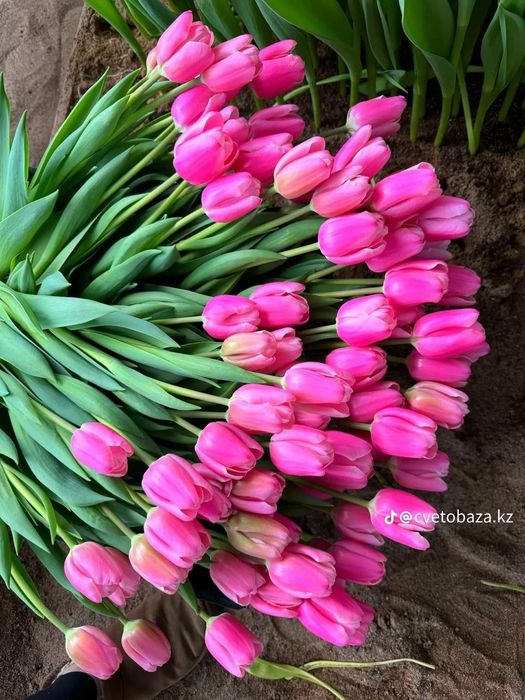 Продам тюльпаны оптом или в розницу