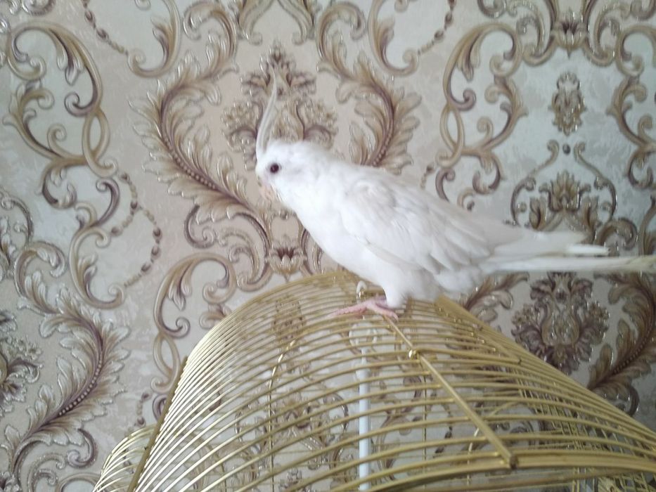 Папугай ручной дубайский