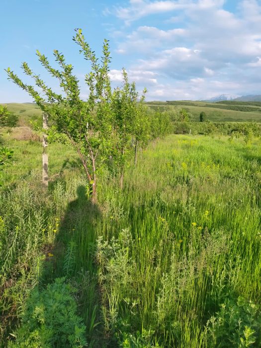 Продам молодой сад