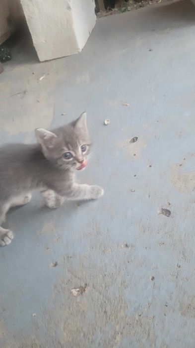 Отдам котят бесплатно